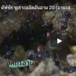 ตัฟซีร ซูเราะฮฺอัลอันอาม 20 (อายะฮฺ 37-38)